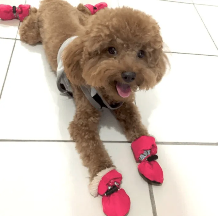 Outdoor Dog Booties