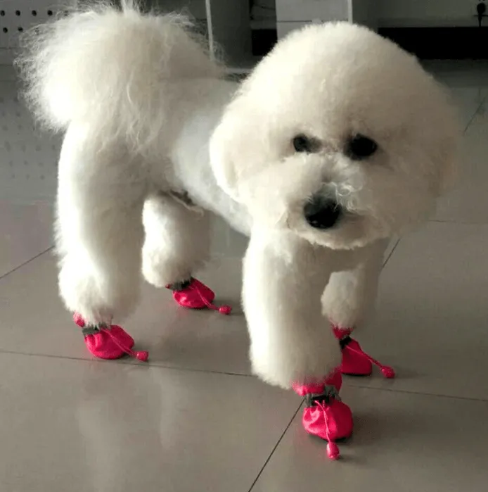 Outdoor Dog Booties